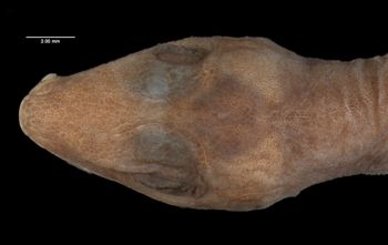 Media type: image;   Herpetology R-150233 Aspect: head dorsal